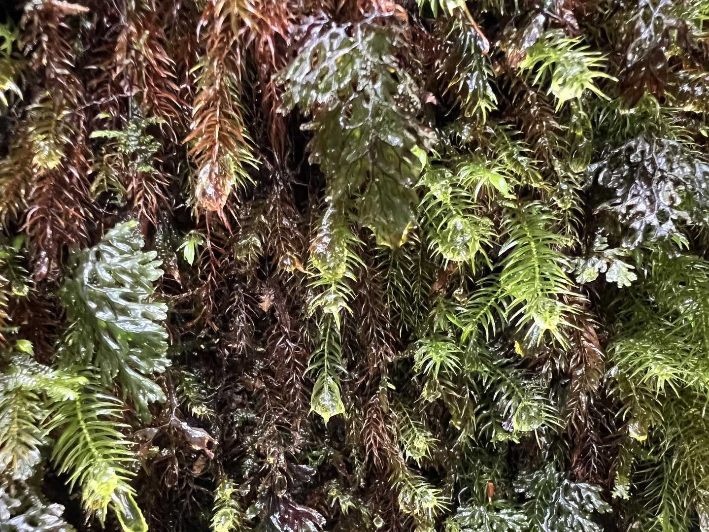苔に雨の雫が宝石のように💎