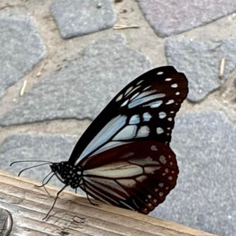 下山時、普通に飛んでました。
アサギマダラ
