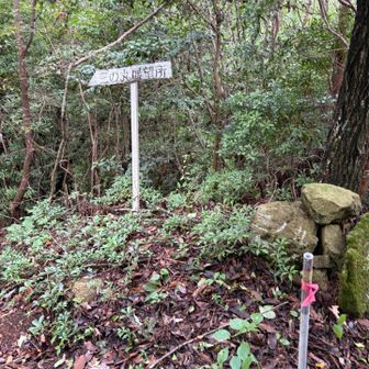 分岐やけど山頂へ