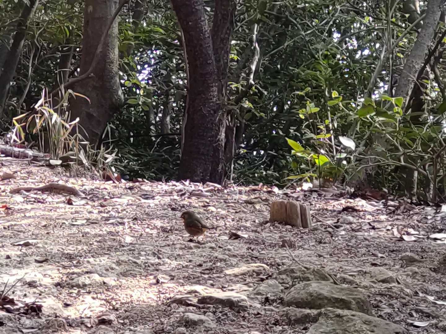 🤩  鳥がたくさんいました