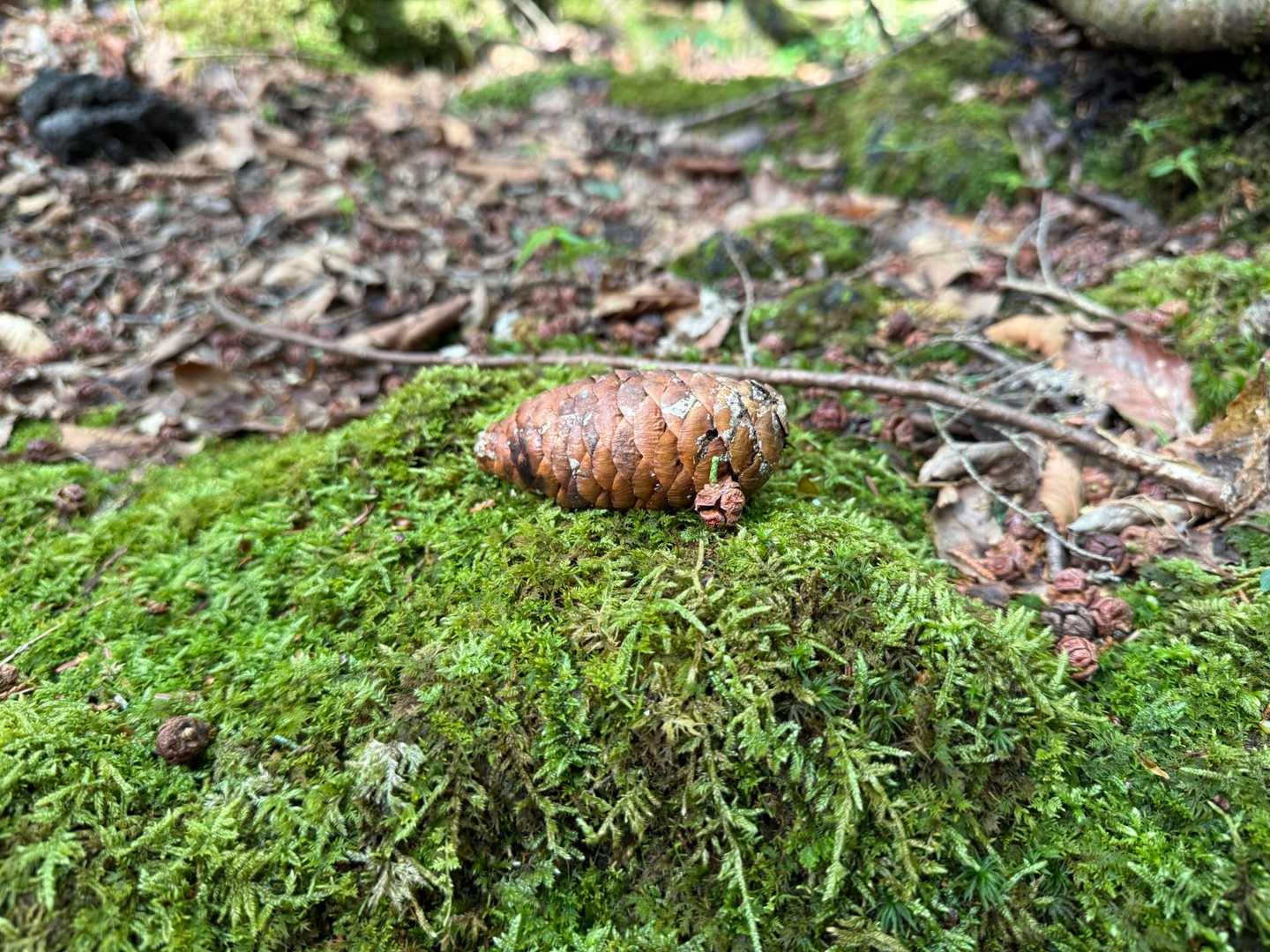 青木ヶ原樹海は西暦864年(貞観6年)から2年間続いた貞観大噴火によって形成された🌋

本日登山する山、形成されたタイミングが別々。
大室山、片蓋山･･･約4,000年間に噴火で形成
神座山･･･西暦864年の貞観大噴火により形成