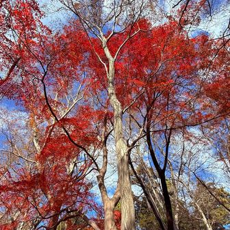 紅葉が残っているか心配でしたが、なんとか１本だけ残ってた！ありがとう🌲
