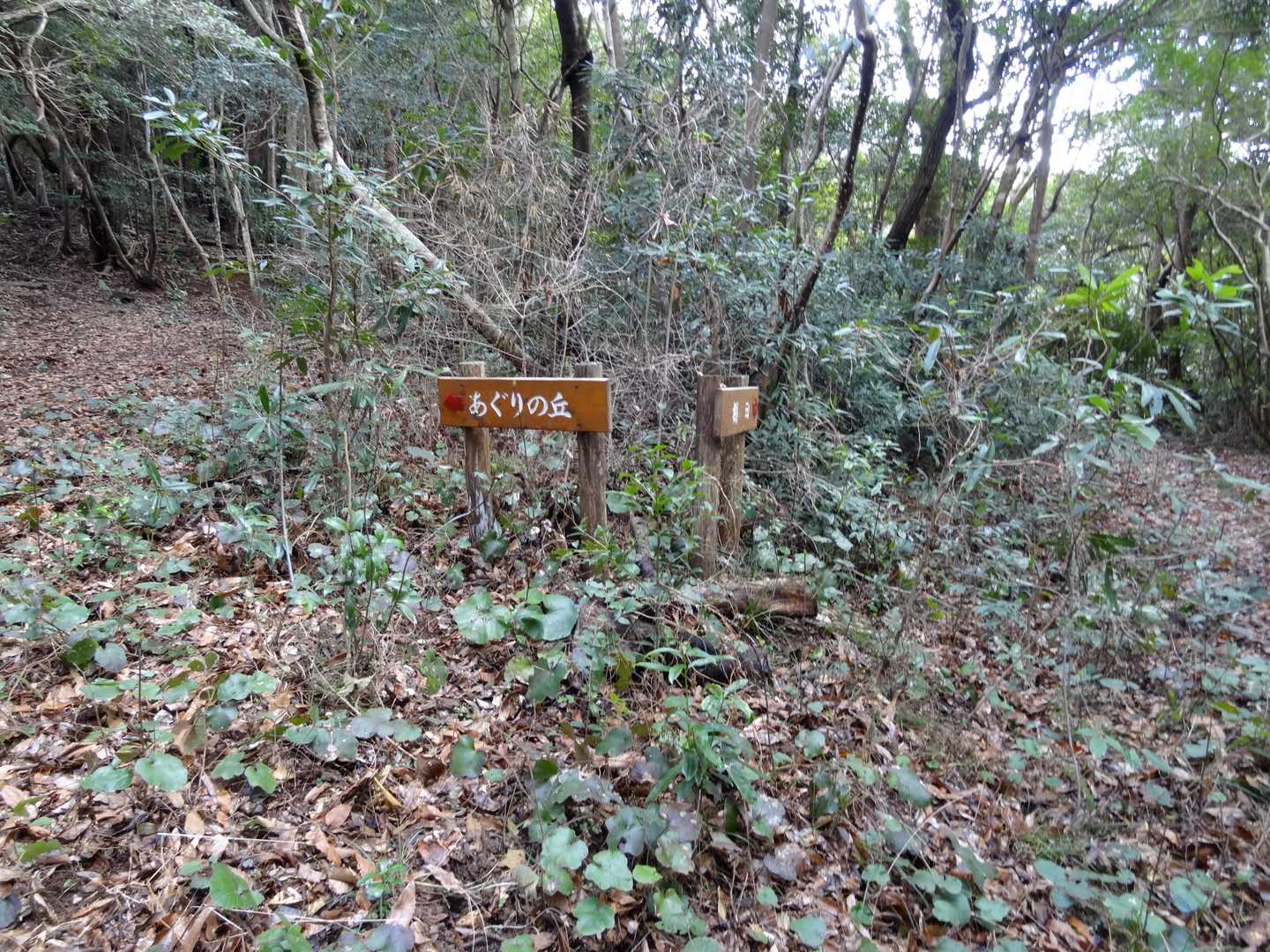 戻りは左の正規ルートで戻ります。本当は余程の事がない限り、同じ道を歩きたくないだけです😅