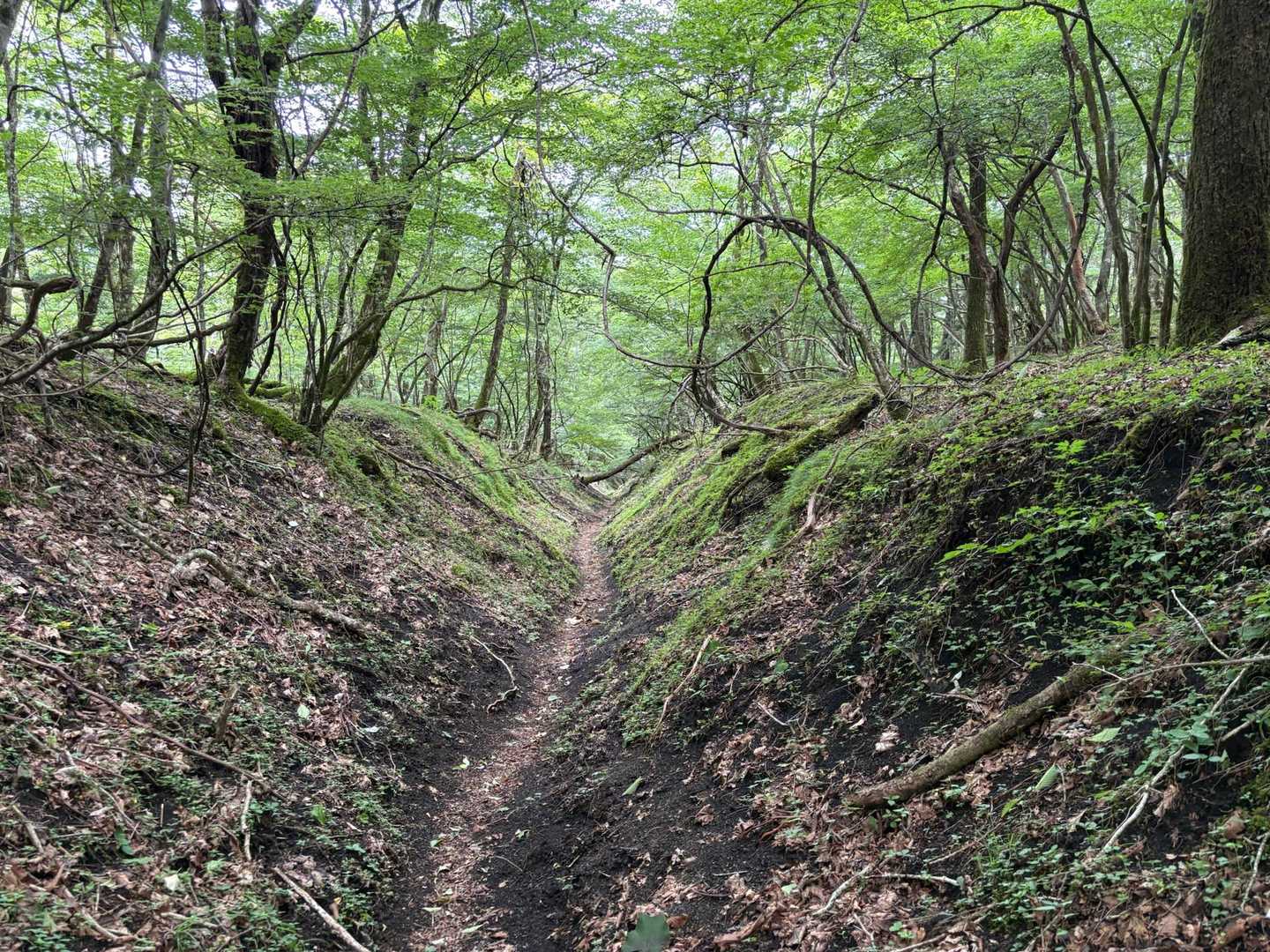 下山コースもＶ字谷