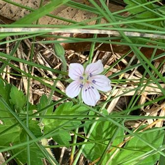 お花