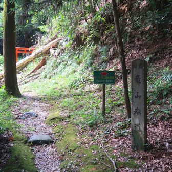 倒木を潜って😅本殿左側の鳥居り方向へ