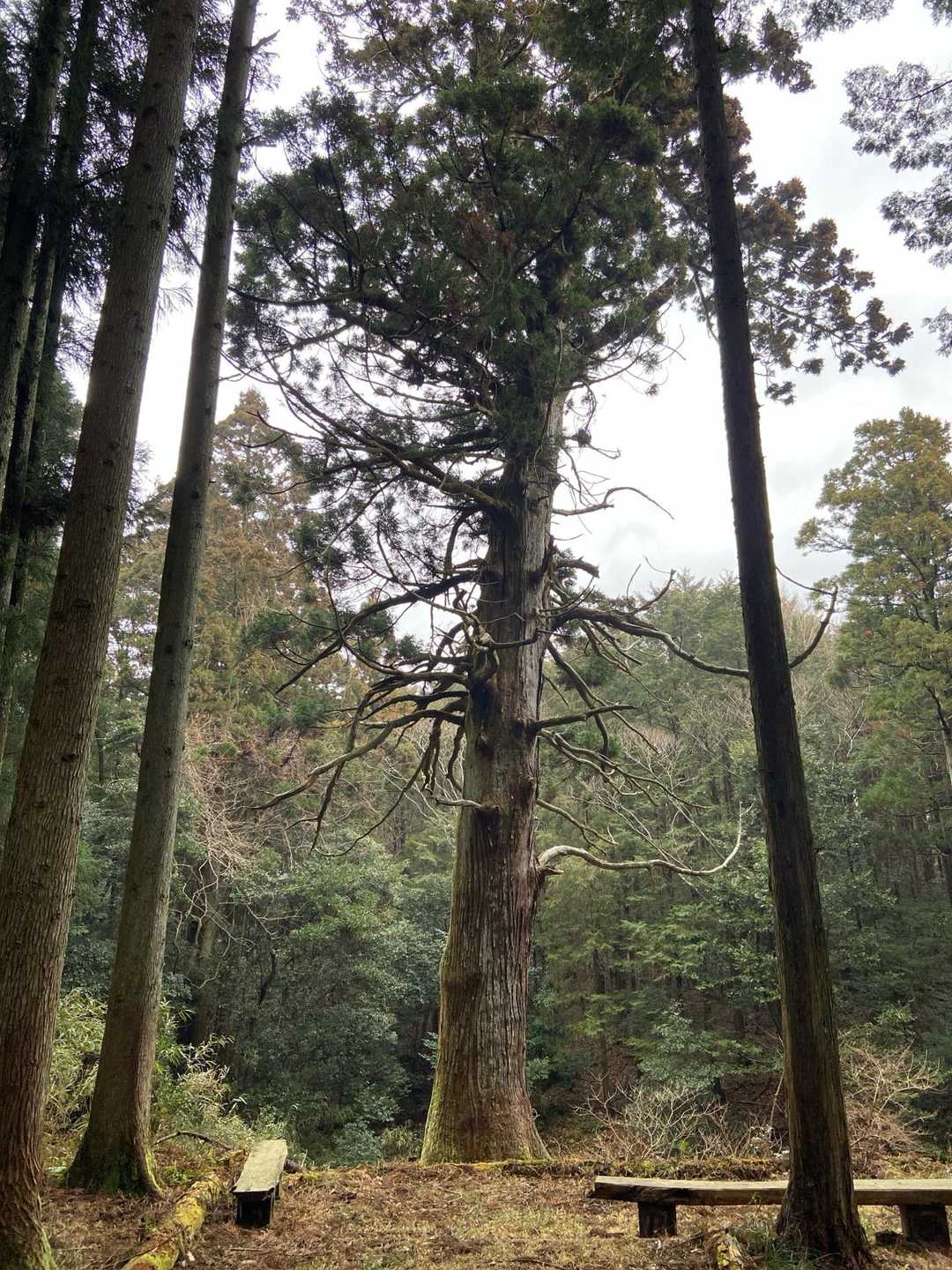 堂山の一本杉、堂々とした佇まい。