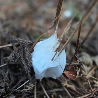 ティッシュが捨てられてると思ったら氷だったんですよ！これ、何て言う現象かわかる方いますか？