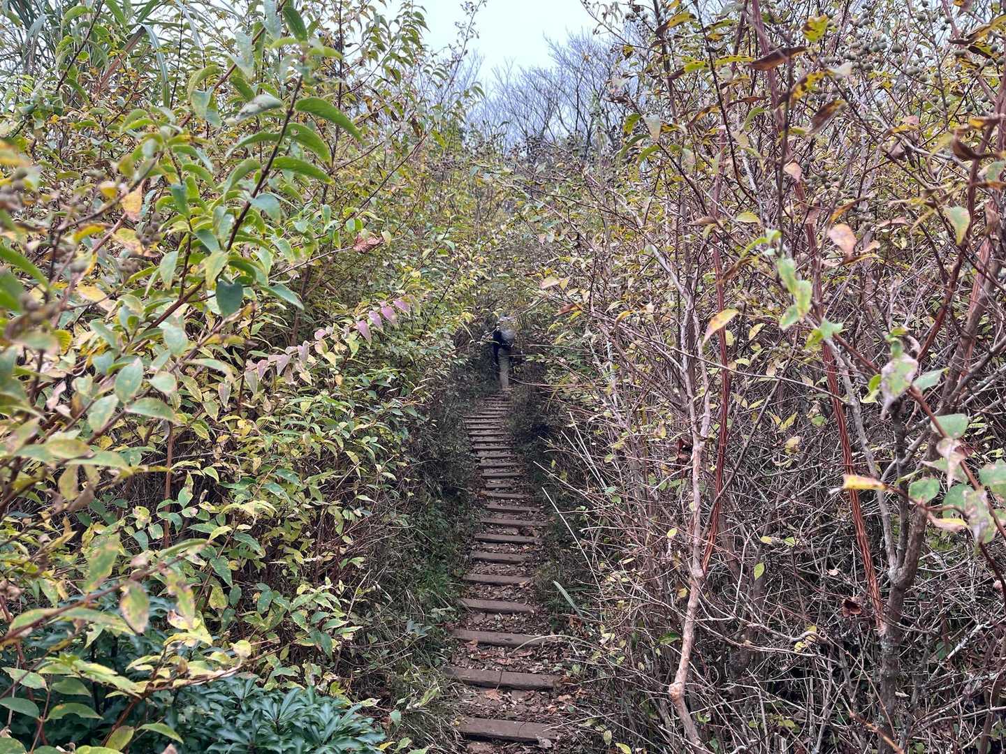 トンネル具合がなかなか😅