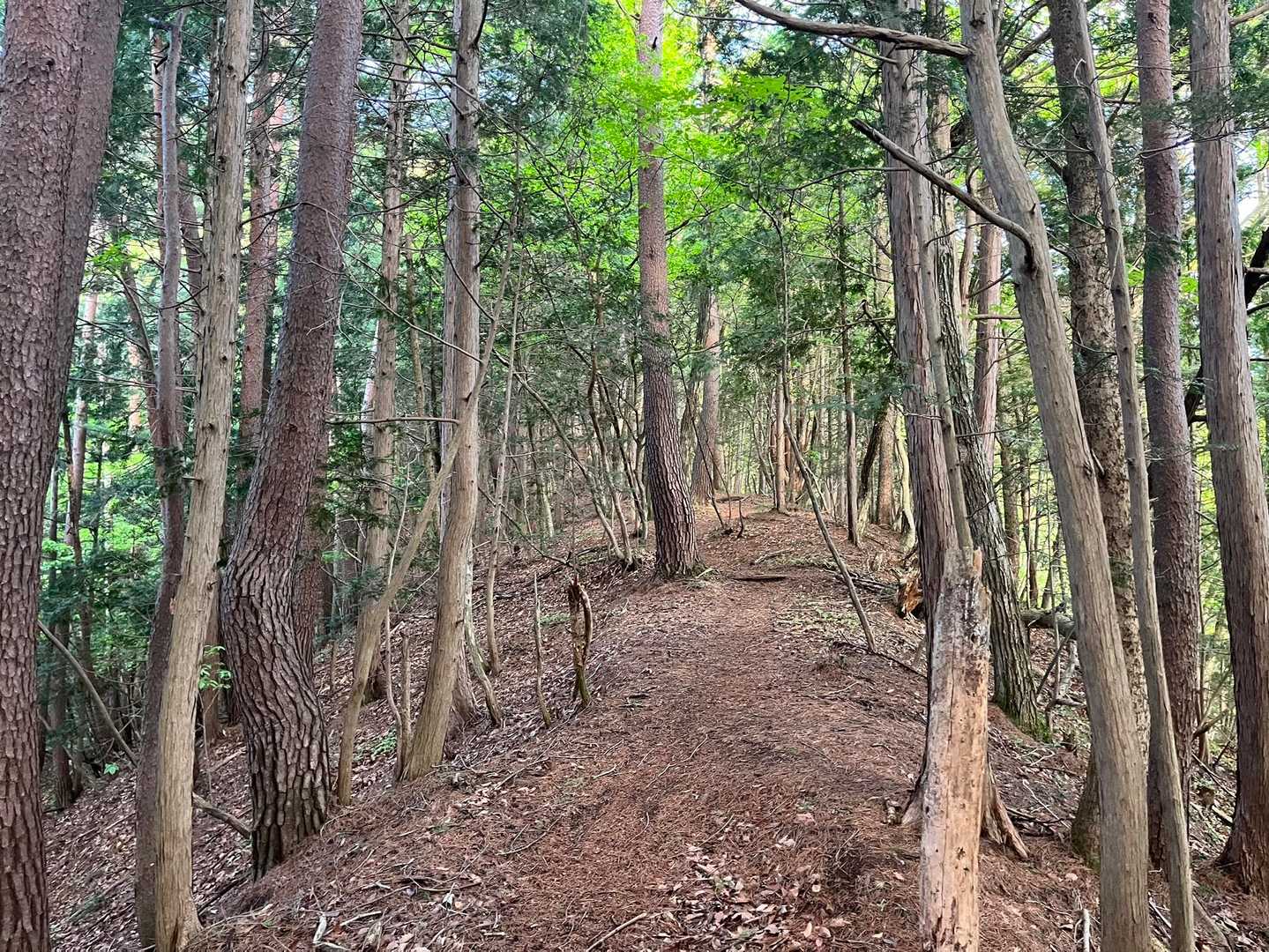 YAMAPでは波線だけど、なんてことはない普通の登山道よ