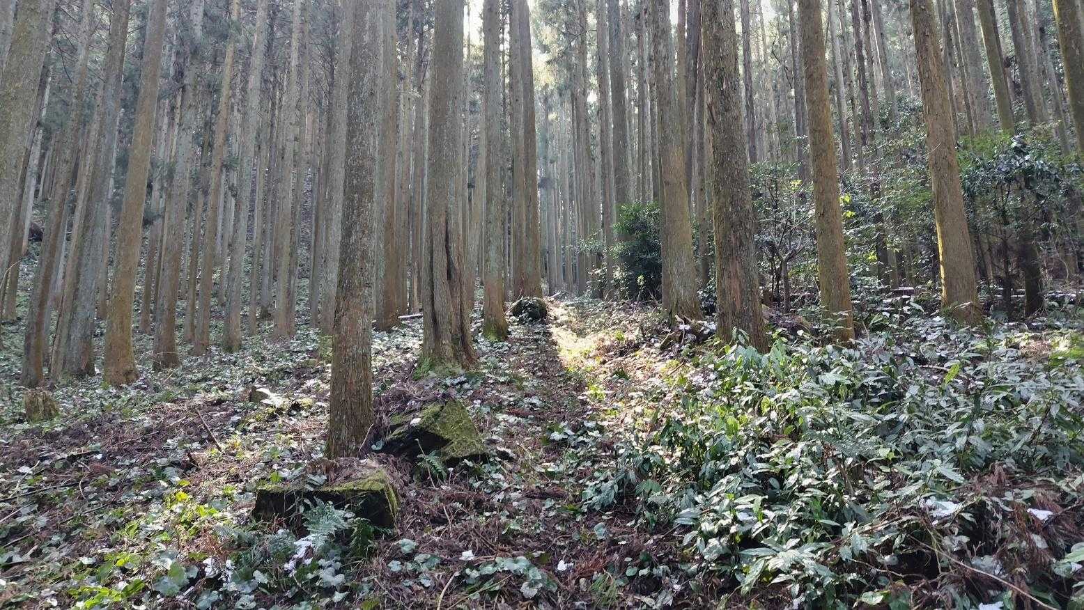 山頂まで歩きやすい
