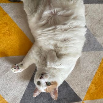 マチョルダユーザー