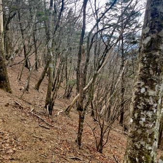 尾根筋の歩き始めは、林の間をゆったり歩けます。なだからな登り坂。

のんびり歩けるのもごく僅か。この後、御巣鷹山に向かって一気に300メートルほど一気に登ることになります。