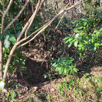 後ろを見ると、兵隊山でも見た円形の窪み。高射砲陣地です。

頂上付近に５個ぐらいありますね。藪の中なので見るには藪潜りをする必要がありますが。