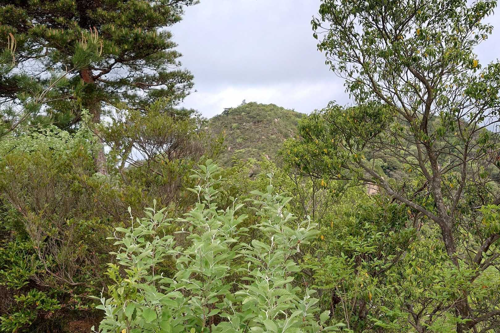 山肌に岩がゴロゴロ、まさしく荒地山だろう。