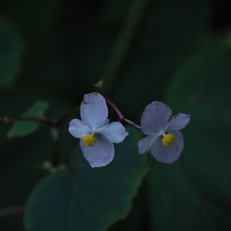 可愛いよね。