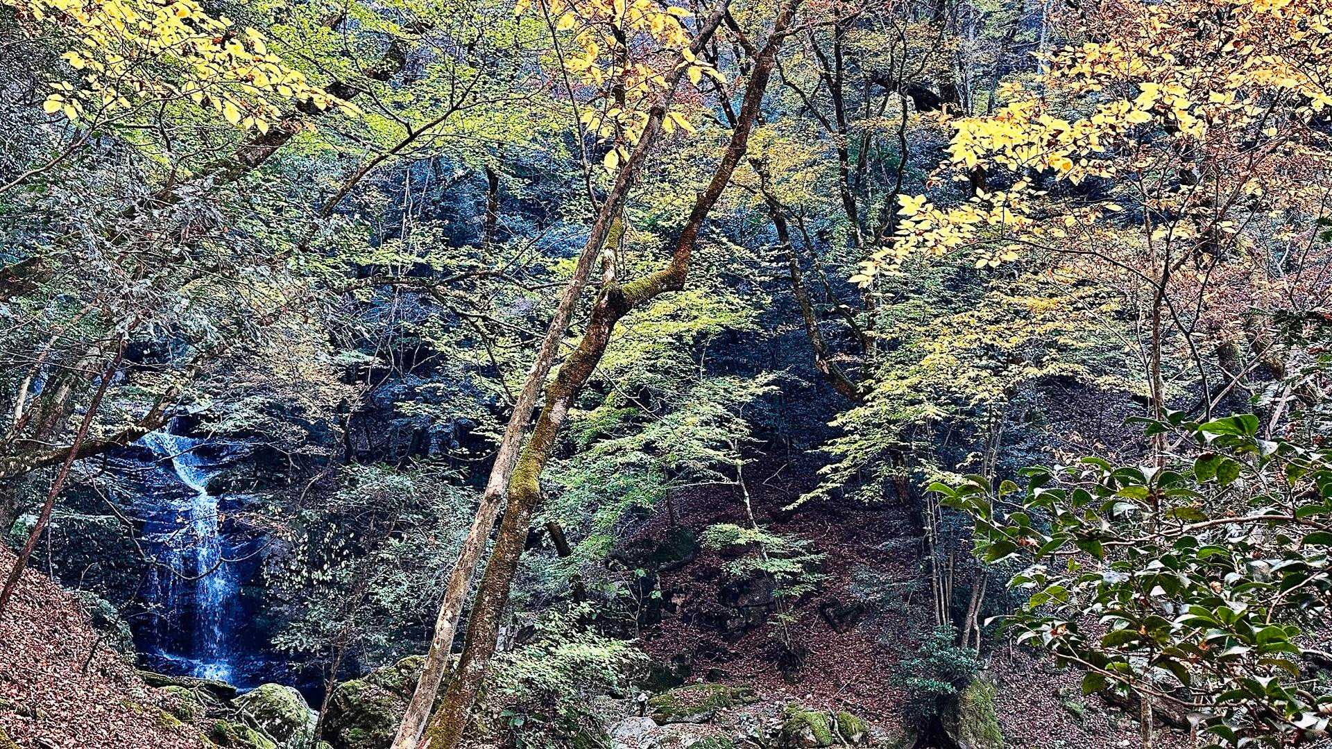 【神原（こうばる）渓谷】日本百名山・祖母山の山懐を流れる渓谷沿いの山歩道の写真