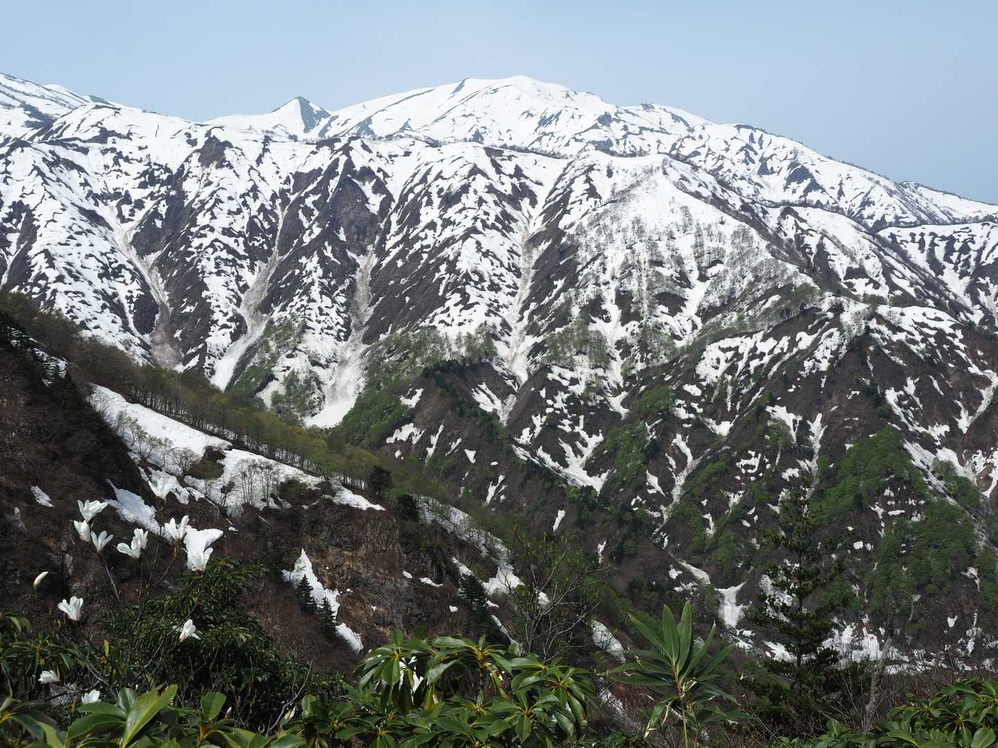 杁差岳。
この写真にタムシバが写ってますが残雪と同化して全く映えず💦
