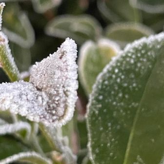 茶畑には霜がビッシリ