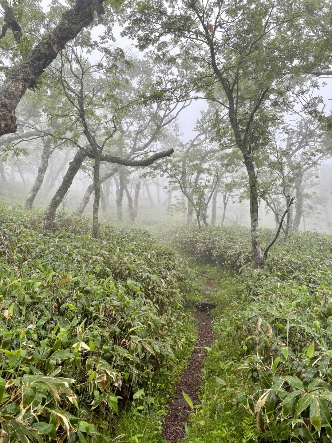 藻琴山 往復コースの写真