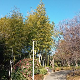 そう言えば京奈和自動車道を走ると全体が竹の森の山を見ることができて感動しました。