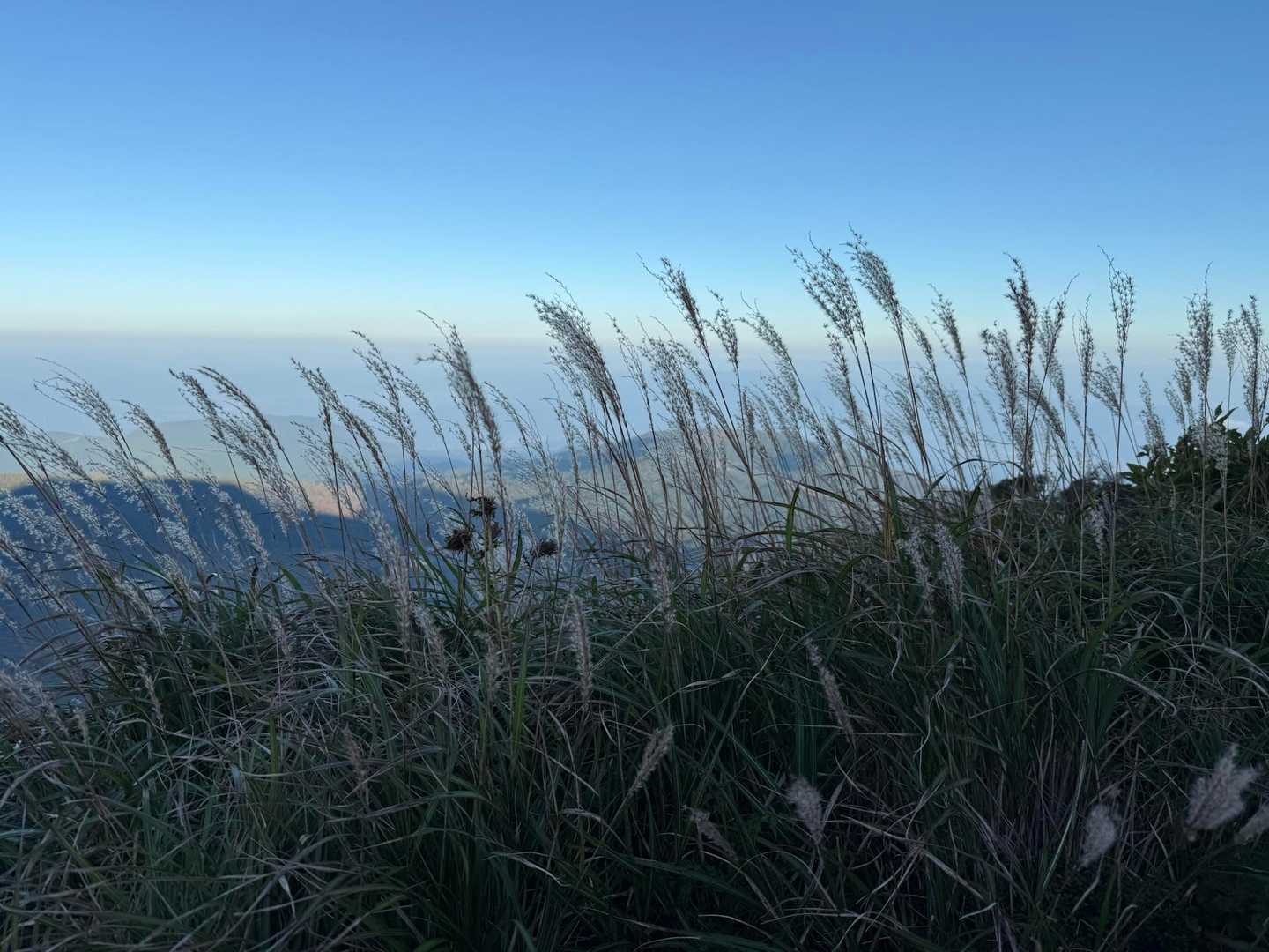 ススキの穂も綿毛に…