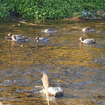 遠くに見えたのはマガモでした。