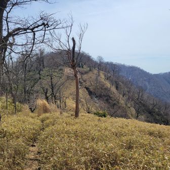 大笄山頂付近から