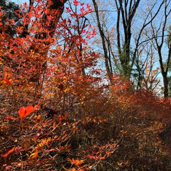 なんの木かすぐわかるようになりたい