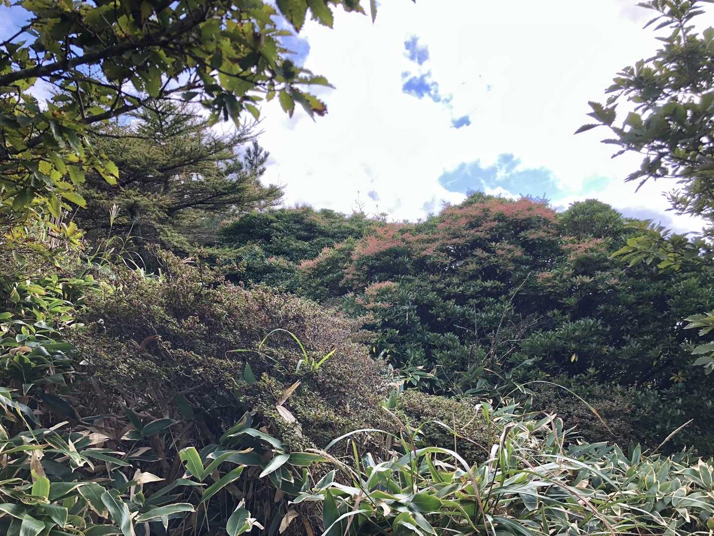 馬酔木の芽が赤くなっています