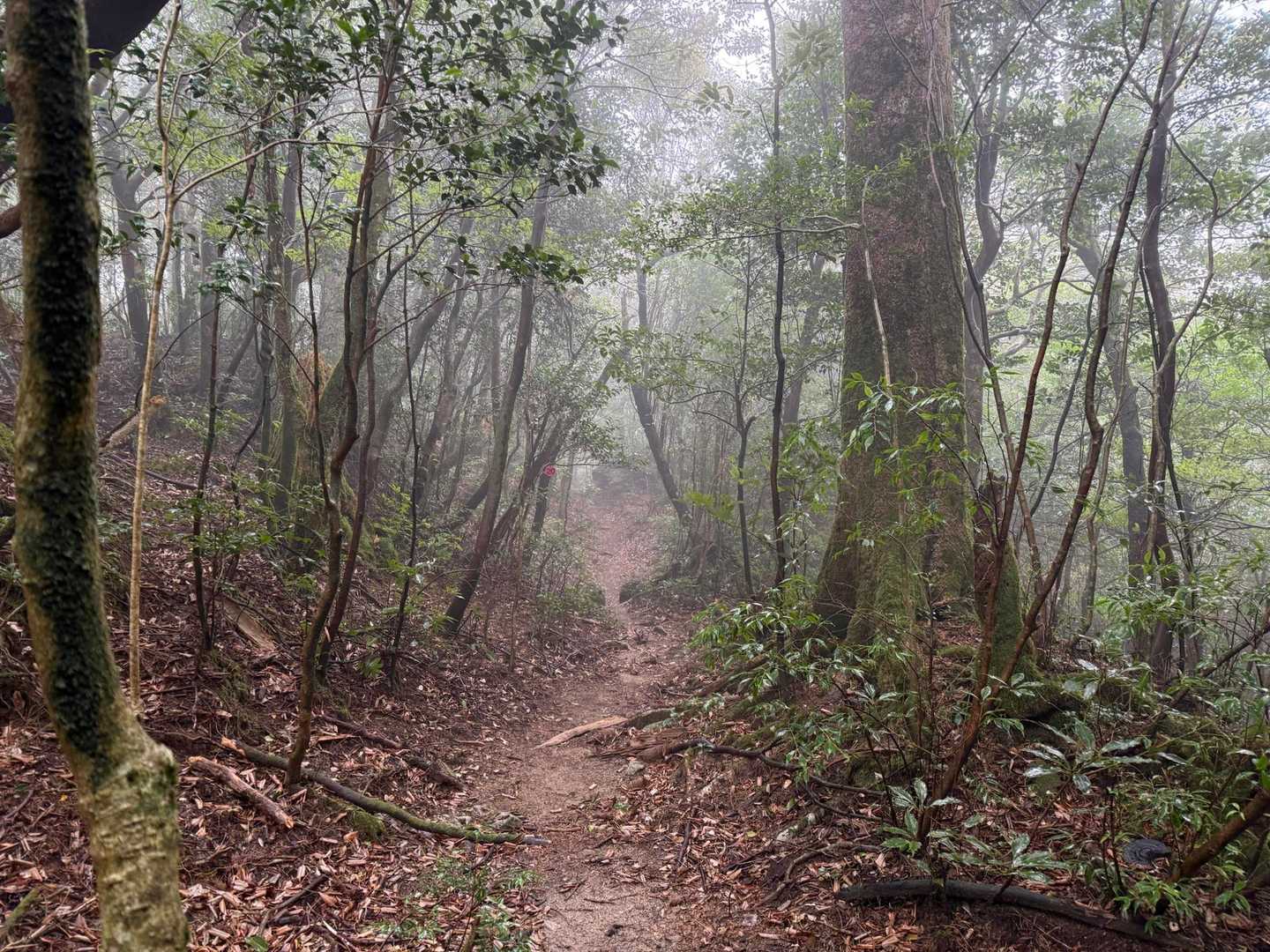 枯木岳-稲尾岳 往復コースの写真
