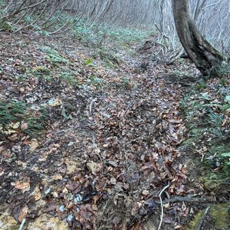 でも田尻尾根の下部は雪解けのドロと落ち葉がグチャグチャで滑りまくるので、チェンスパを最後まで履いて下りました😆