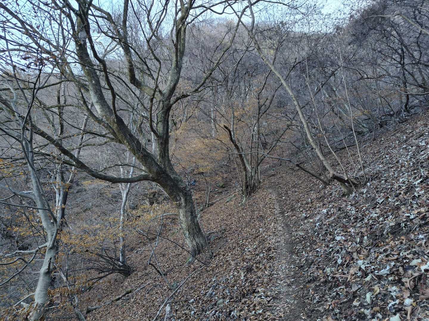 黄色の葉がキレイでしたが、
写真だと解らないですね😅