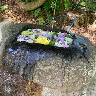 神社の花手水。素敵🪷