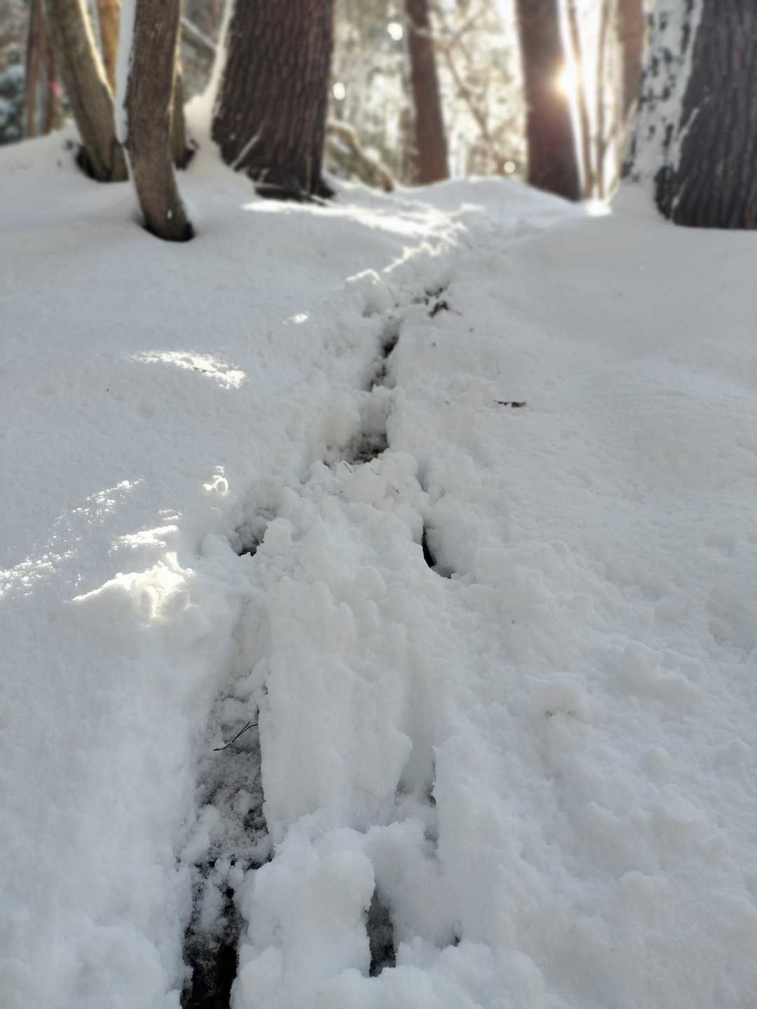 先行トレースは動物のみ🤣
マイナールートあるある①