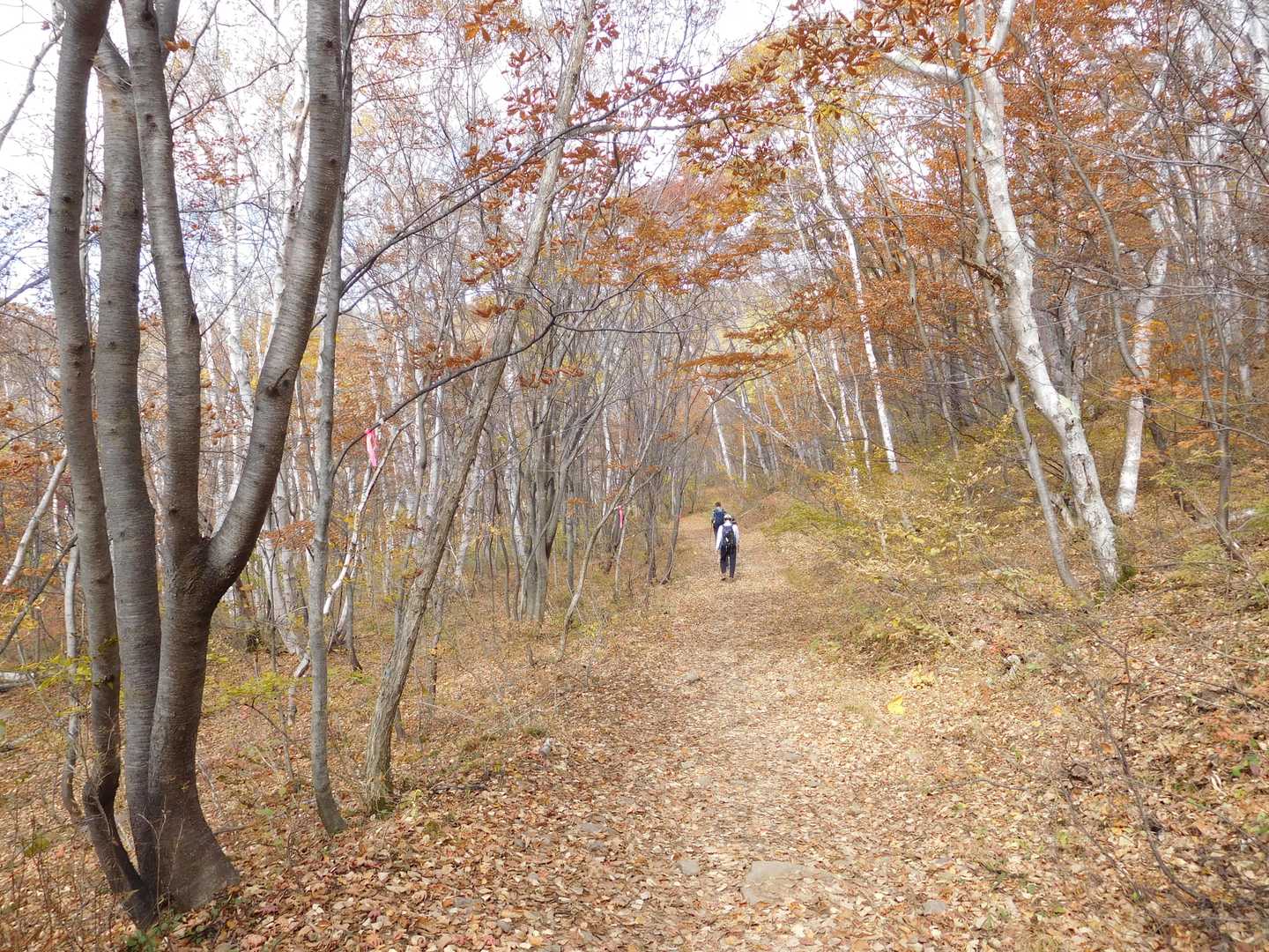 四阿山登山口-小四阿-中四阿 往復コースの写真