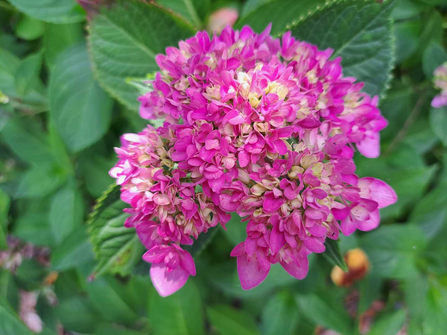 💗