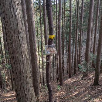 こっちの方が東雲山のピークって言われればしっくりくる