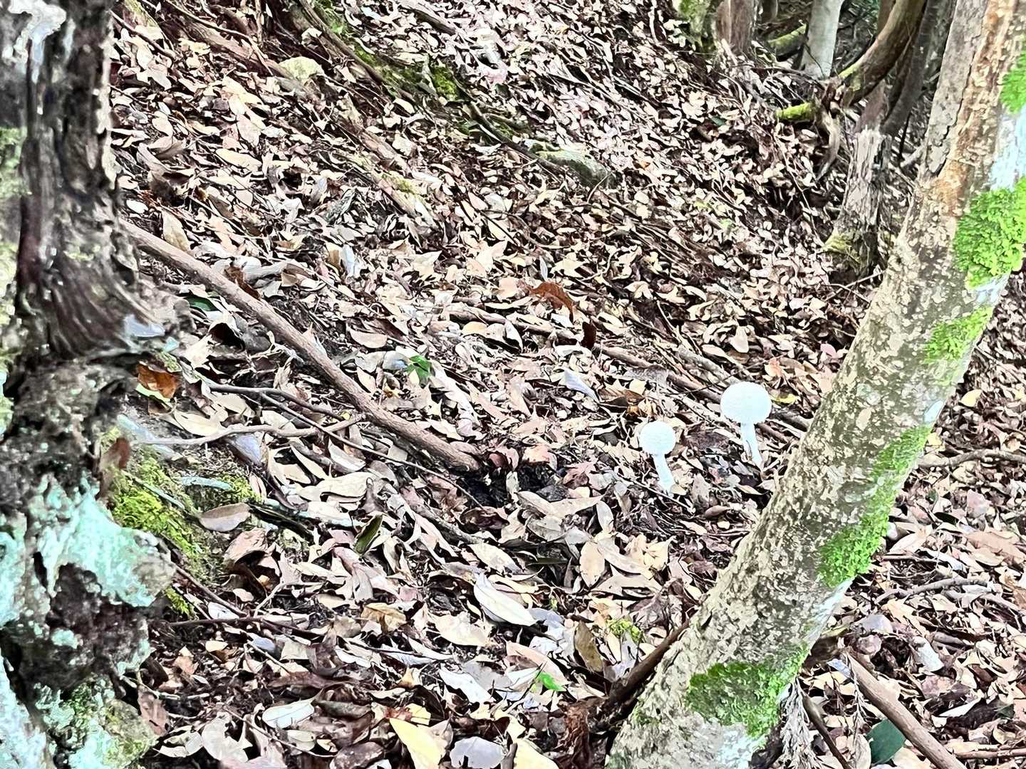 城山 往復コースの写真