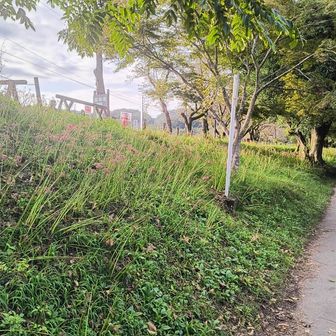 巾着田到着も花はどこですか？