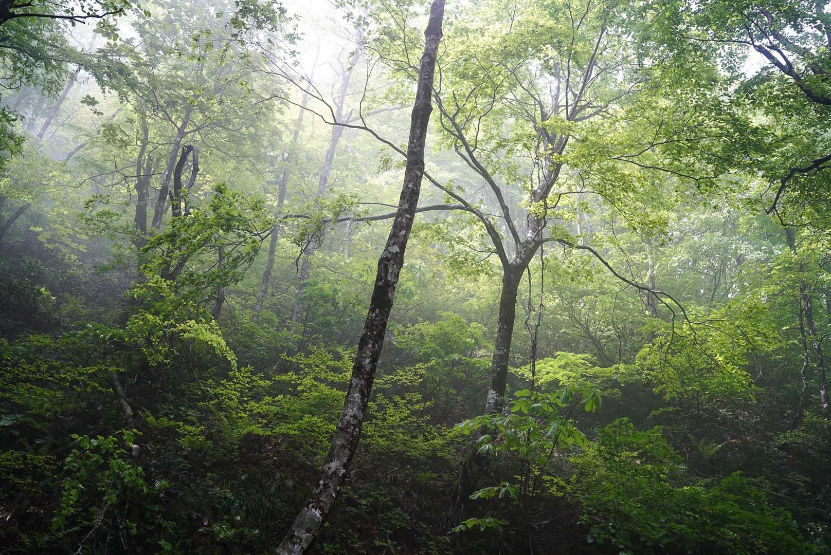 大万木山 往復コースの写真