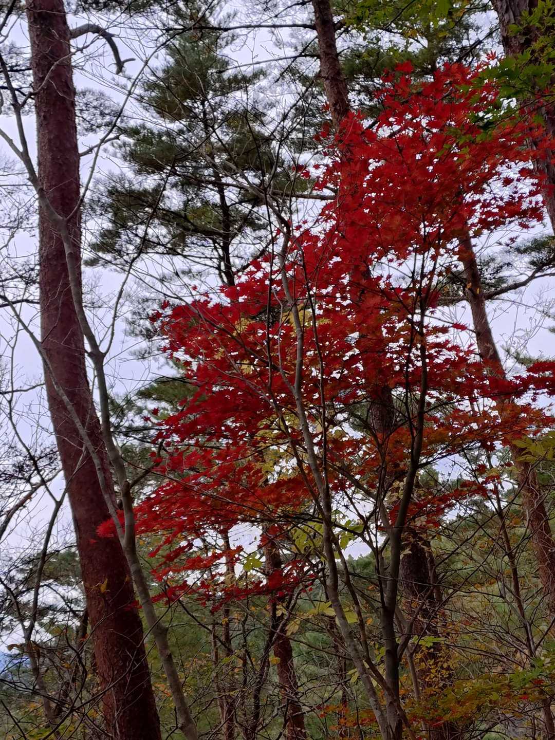 下山時の紅葉