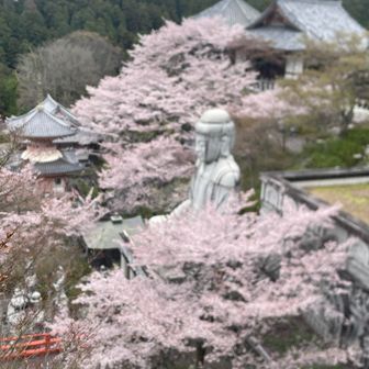 大仏と桜🌸2
