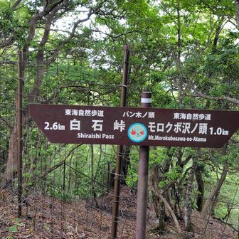この尾根道にはいくつかピークがありますが、変な名前が多い。モロクボ沢ノ頭・バン木ノ頭・シャガクチ丸・ナメクラ沢ノ頭など。