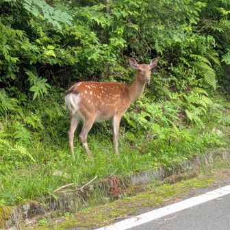 まつ