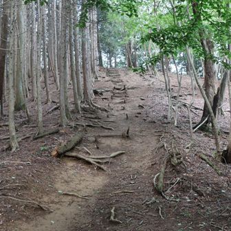 荒れた道を行く