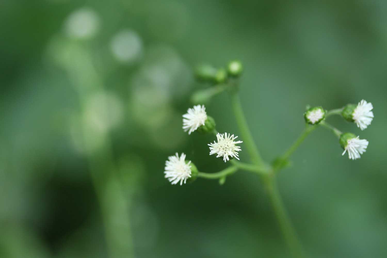 わからん!が、かわいい小さいお花ぞね
