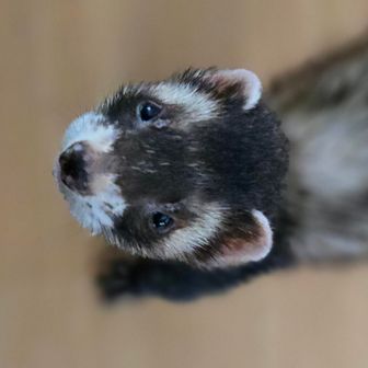 🐾たまをの🌳