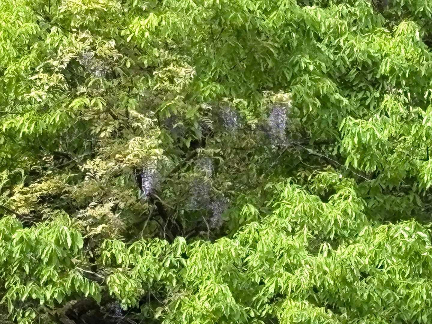 山の藤も咲いてる