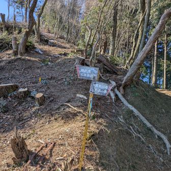 ようやく稜線上の「大通り」に出たが、すぐ近くでは伐採作業中。声をかけて通らせてもらう